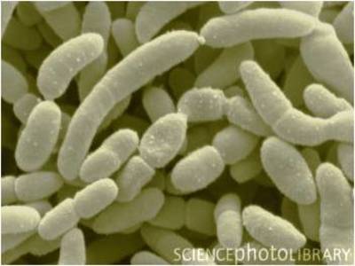 Image of organism in genus Acetobacter sp. CAG:977
