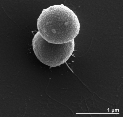 Image of organism in genus Acidaminococcus intestini