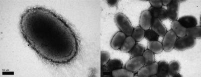 Image of organism in genus Akkermansia sp. KLE1605