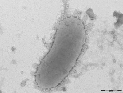 Image of organism in genus Alistipes senegalensis