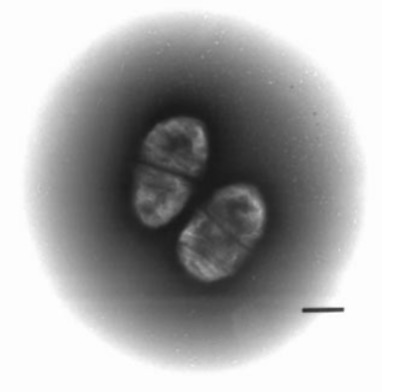 Image of organism in genus Anaeroglobus geminatus