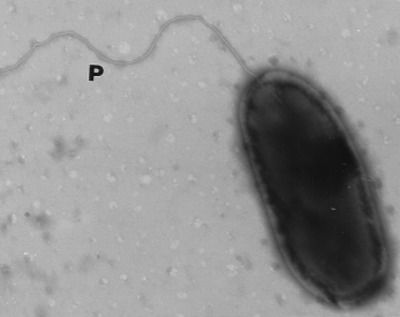 Image of organism in genus Azospirillum sp. 51_20