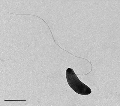 Image of organism in genus Butyrivibrio sp. CAG:318