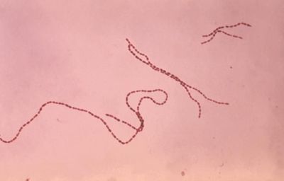 Image of organism in genus Coprococcus eutactus 2