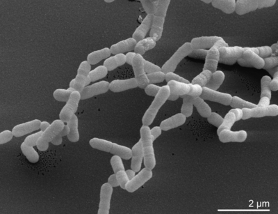 Image of organism in genus Eggerthella sp. CAG:368