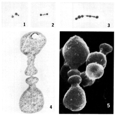 Image of organism in genus unclassified Gemmiger