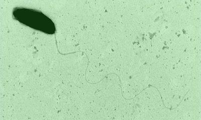 Image of organism in genus Mediterranea massiliensis