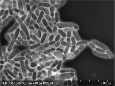 Image of organism in genus Olsenella sp. Marseille-P2300