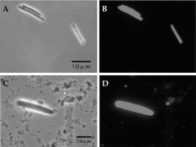 Image of organism in genus Oscillibacter sp. ER4 / Firmicutes bacterium CAG:129_59_24