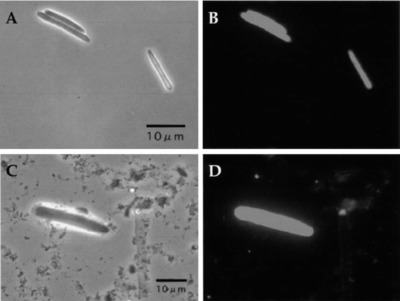 Image of organism in genus Oscillibacter sp. KLE 1728 & KLE 1745 & sp. PEA192 / Oscillospiraceae VE202-24