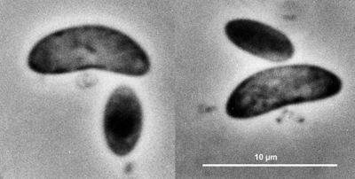 Image of organism in genus unclassified Selenomonas