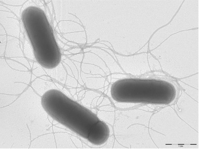 Image of organism in genus Senegalimassilia anaerobia